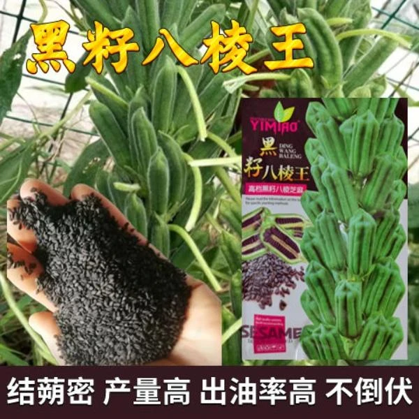 黑籽八棱王黑芝麻种子八棱芝麻籽榨油高出油黑芝麻种籽抗倒耐渍