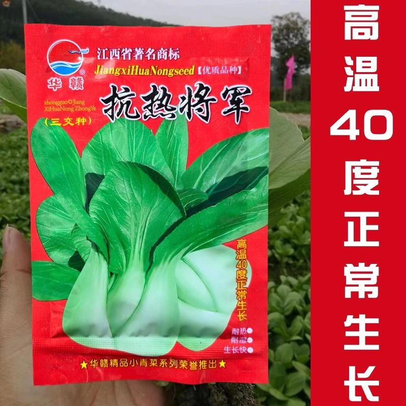抗热将军油菜种子青梗菜种籽小青菜耐热耐湿耐高温夏秋四季菜种子