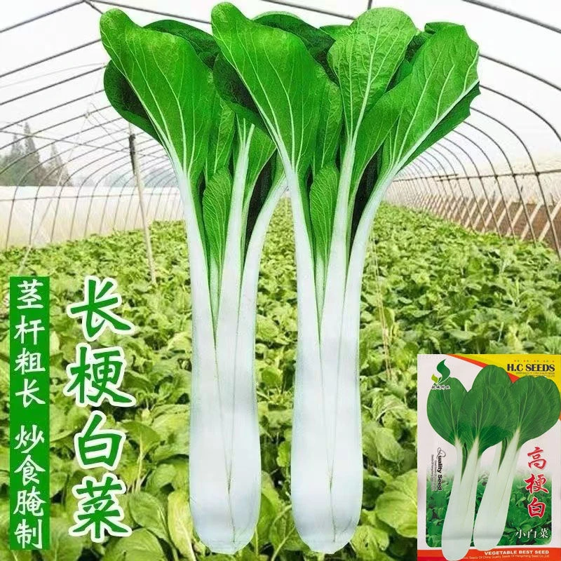 高梗白小白菜种子长梗小白菜高杆白菜籽四季小青菜汤白菜种子蔬菜