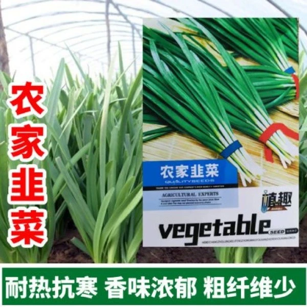 农家韭菜种子老品种韭菜种籽浓香阳台盆栽大田留种四季种韭菜种子