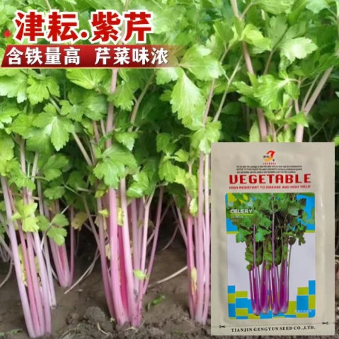 津耘紫芹菜种子红芹菜种籽紫色芹菜种子香味浓营养高大田露地种子