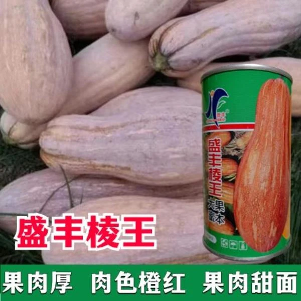盛丰棱王大果蜜本南瓜种子大蜜本南瓜种子超甜粉面耐贮运南瓜种子