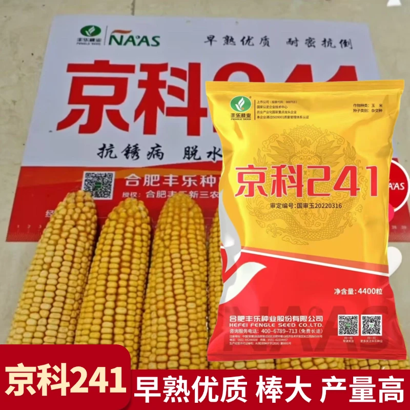 京科241玉米种子高产正品丰乐大棒早熟耐密抗病抗倒脱水快玉米种