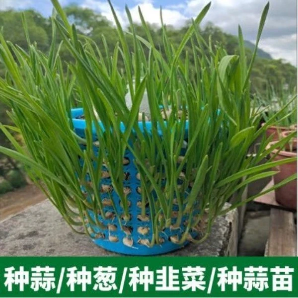 阳台种菜神器种蒜葱育苗盘塑料镂空大口径垃圾桶家用客厅纸篓简约