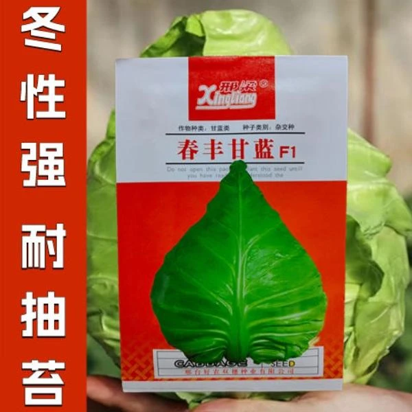 春丰牛心甘蓝种子高尖顶牛角型早熟春丰甘蓝牛心甘蓝种子蔬菜种子