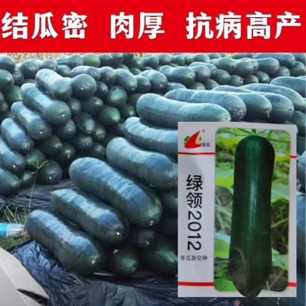 绿领2012黑皮冬瓜种子特大高产黑皮冬瓜籽肉厚坐果率高种蔬菜种子