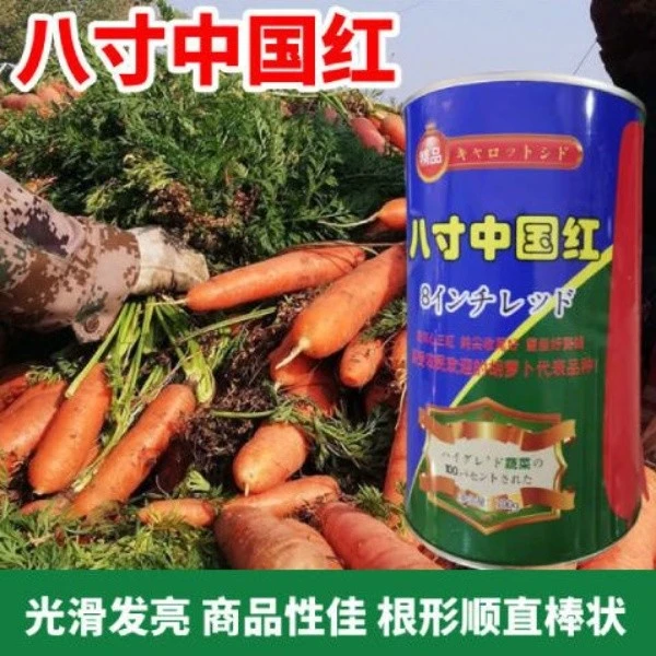八寸中国红胡萝卜种子胡萝卜种籽红胡萝卜家庭菜园四季播蔬菜种子