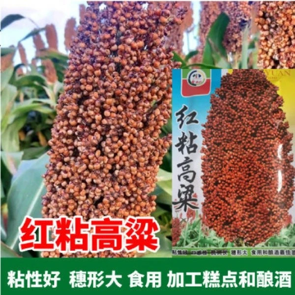 红粘高粱种子春季杂交高粱种籽矮生抗旱高产粘性好酿酒高粱种子