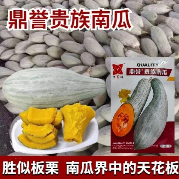 鼎誉贵族南瓜种子春秋季金丝栗瓜板栗南瓜种籽粉糯香甜蔬菜种子