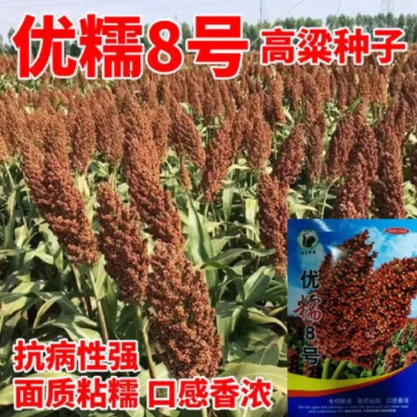 优糯8号杂交高粱种子红糯粘高粱种子红高粱种子可酿酒高产高粱籽