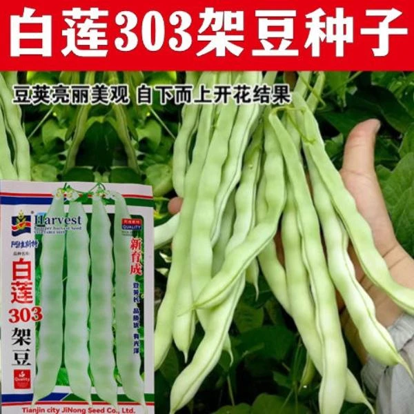 莲306架豆种子春秋白扁条架豆四季豆菜种子无筋抗大小斑病口感好