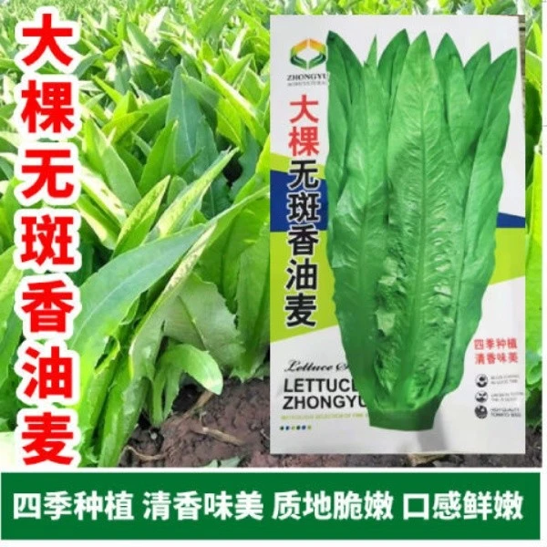 大棵无斑香油麦大叶油麦菜菜籽秋季四季大田青菜无斑油麦菜种子孑