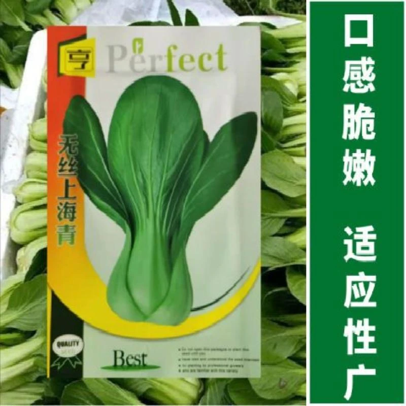 无丝上海青种子小油菜种子小白菜青菜油菜种籽阳台菜院四季菜种子