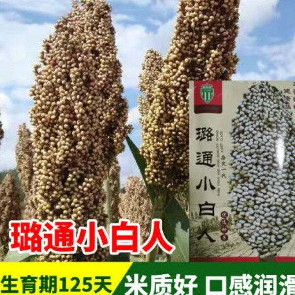 璐通小白人高粱种子食用矮高粱种子白高梁种子 高产白高粱种子