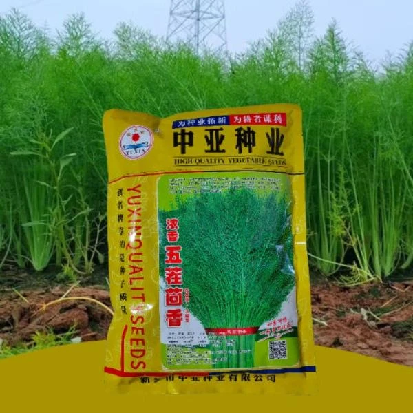 割茬茴香种子大扁杆茴香种籽春秋季耐寒四季播多年生大田茴香种子