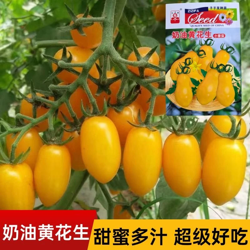 奶油黄花生小番茄种子特色圣女果樱桃番茄种籽超甜口感好番茄种子