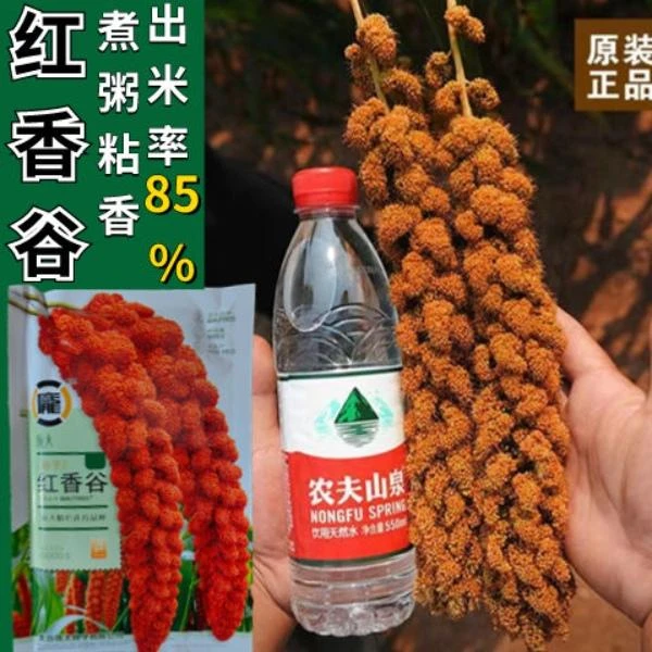 红香谷种子稻谷种子小米种子谷种子红钙谷红谷栗米小香米谷子种子