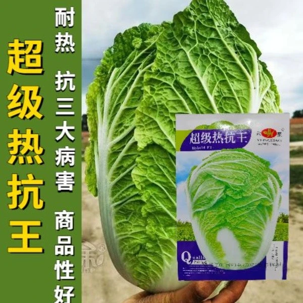 超级热抗王白菜种子抗热白菜种子夏季大白菜耐热农家蔬菜种子
