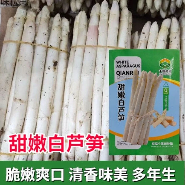 甜嫩白芦笋种子白芦笋种子芦笋种子龙须菜种子阳台盆栽蔬菜种子