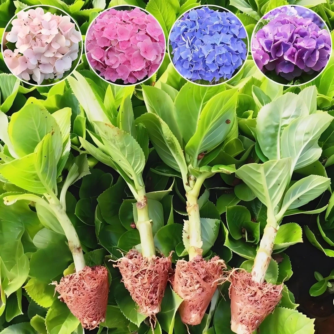 绣球花苗10颗装无尽夏四季开花室内室外阳台盆栽植物花卉好活易种