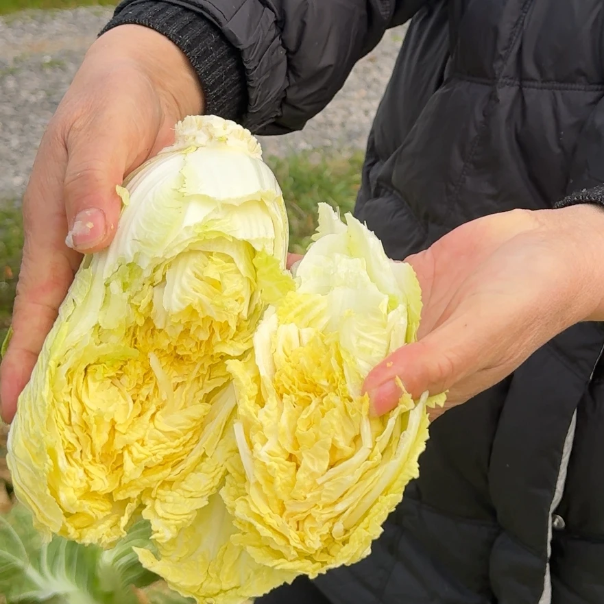 湖北松滋曹书记自家种的现摘黄芯大白菜