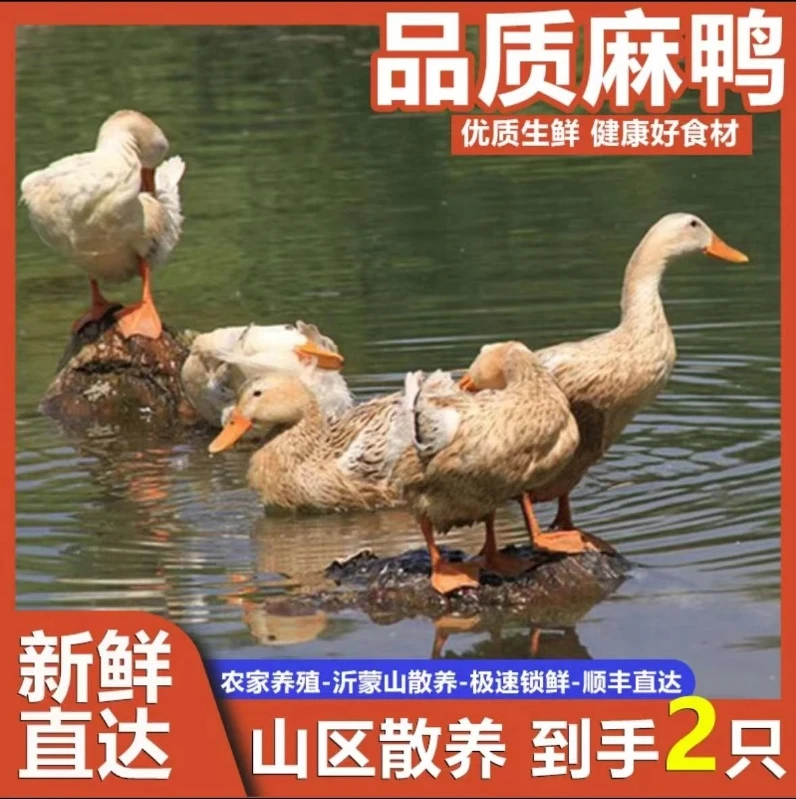 【拍1只送1只到手2只】顺丰散养鸭子宰杀2只整箱5斤无内脏去鸭爪