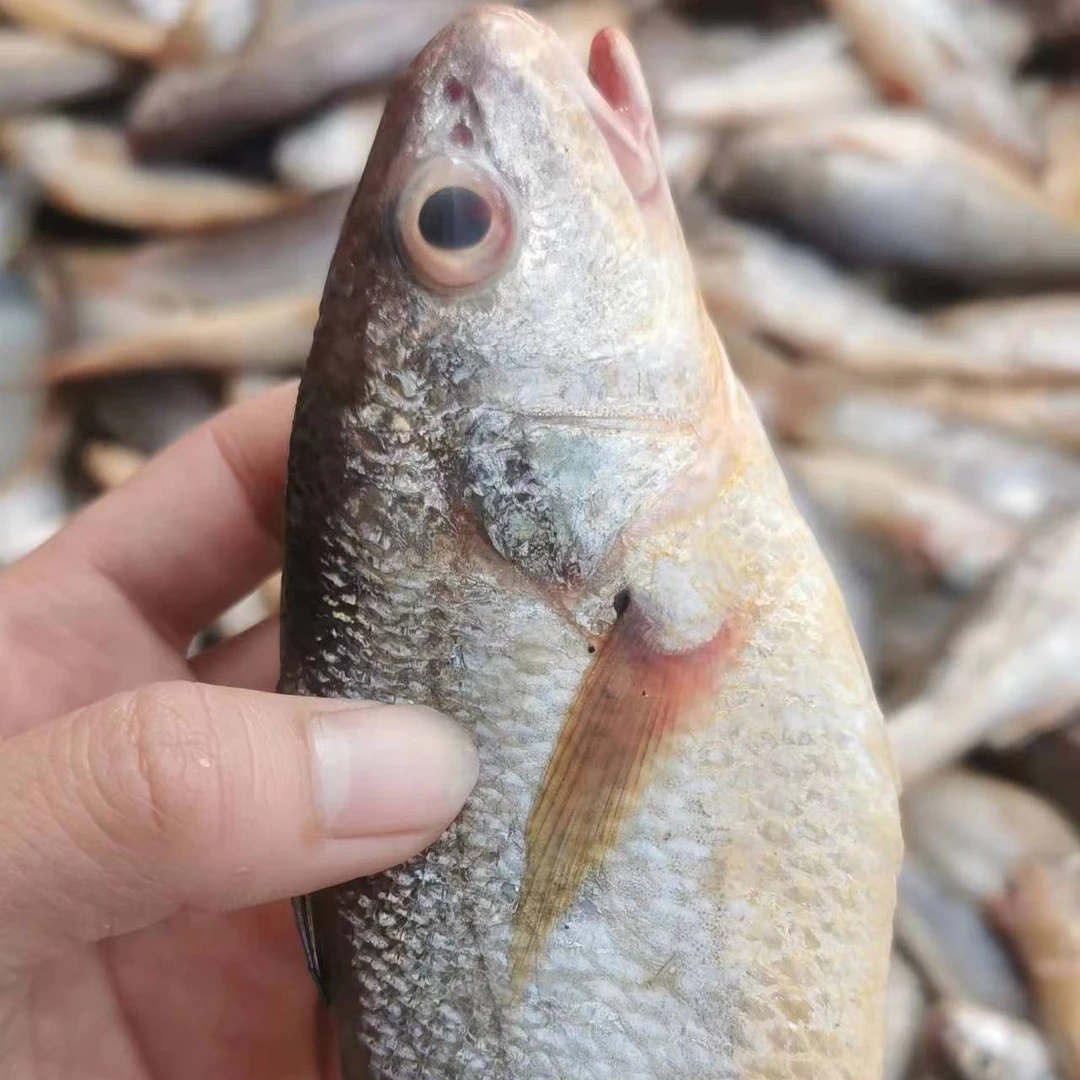 瓜宝鱼3斤（默认去肚去鳞） 福建连江东海野生