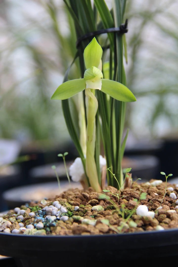 永兰兰园200-300#兰花