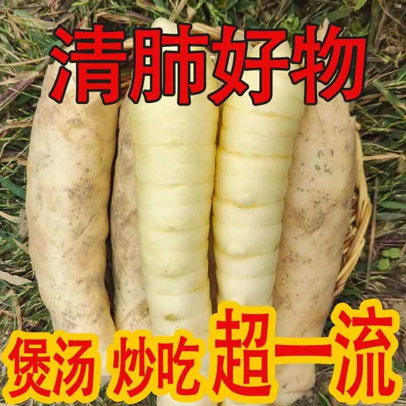 2025广东新鲜竹薯冬粉薯竹芋带皮皮本地凉粉薯包邮食用煲汤