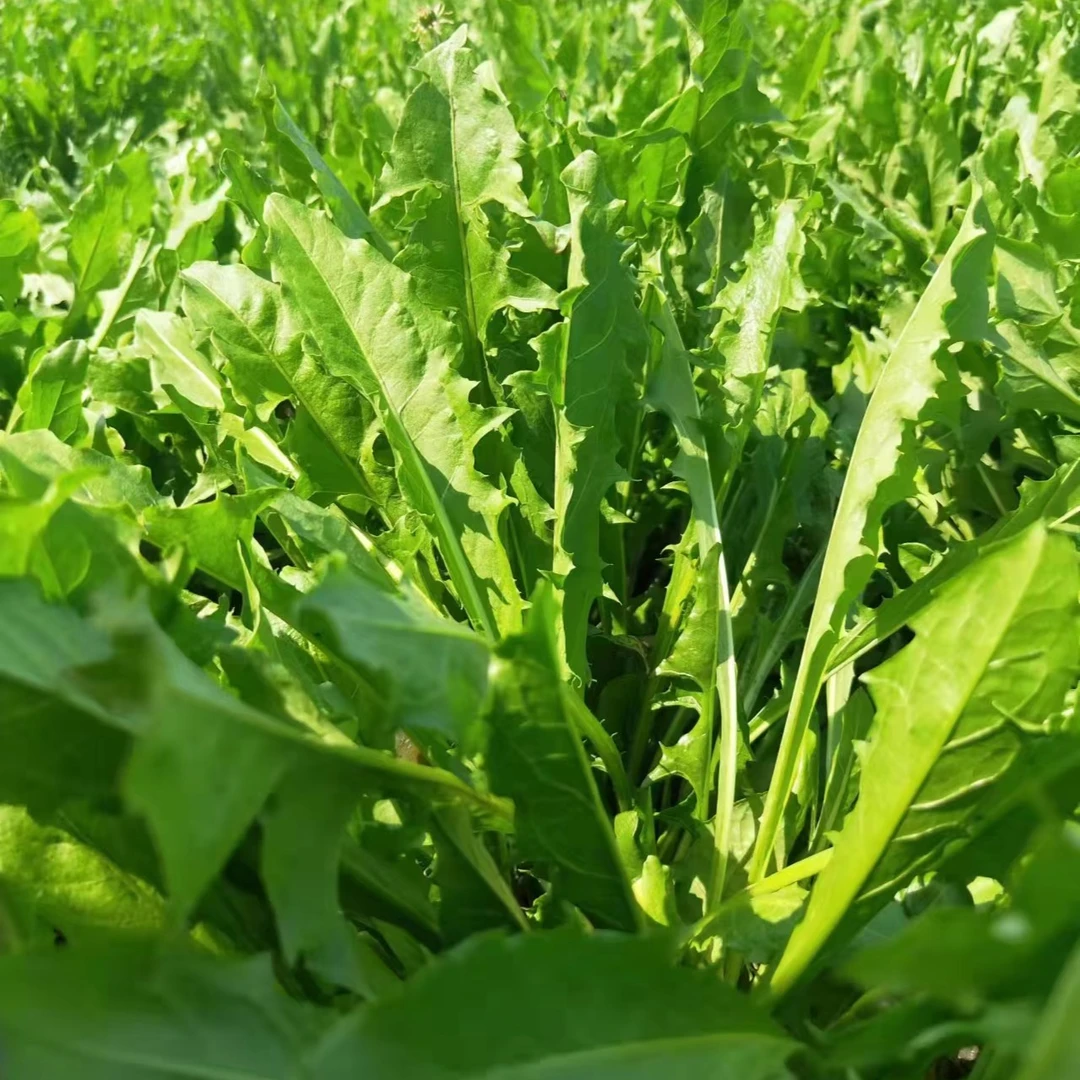 蒲公英鲜叶现摘现发新鲜发货当季食品1500g包邮