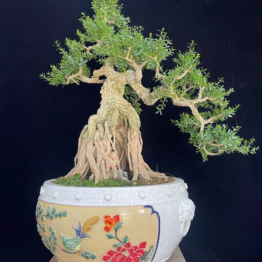 【一物一拍】广东皱皮雀舌黄杨盆景花苞土壤南方颜色自然易活抗冻