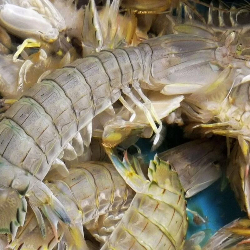 虾爬子 三斤 包邮