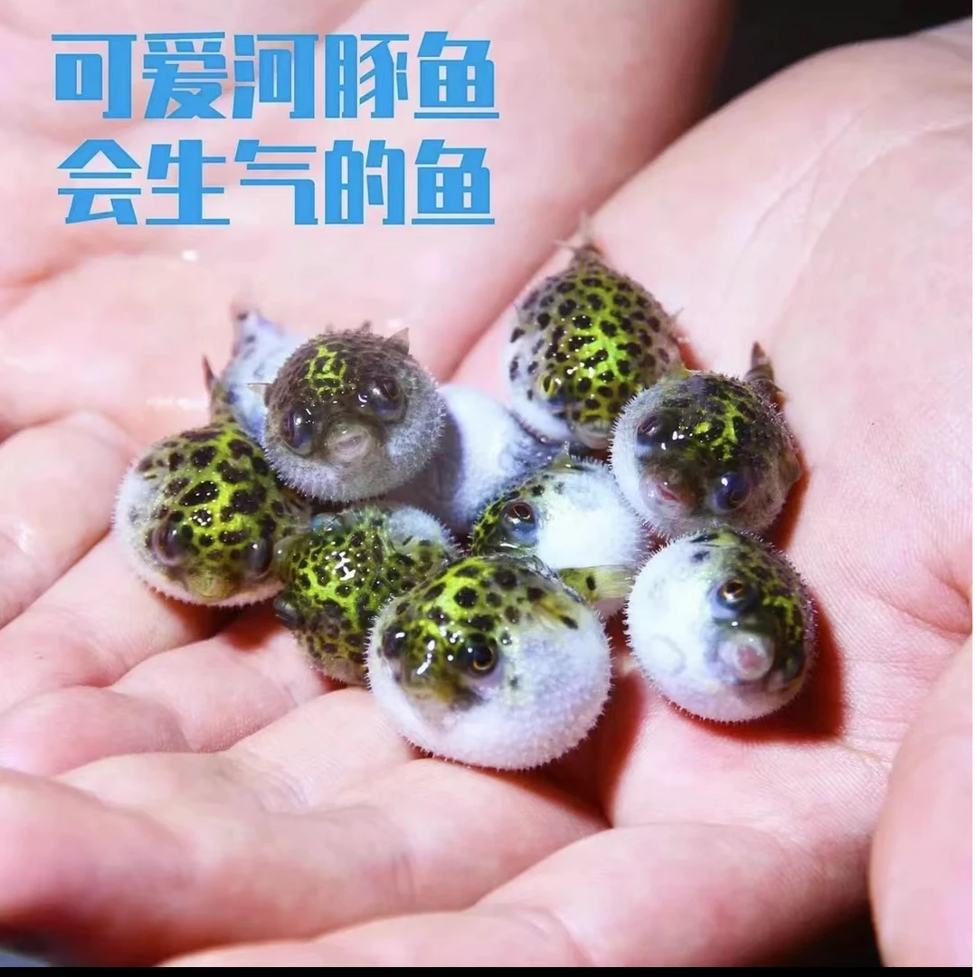 金娃娃吃螺高手潜水艇小河豚生气鼓肚子呆萌可爱无毒耐养活混养