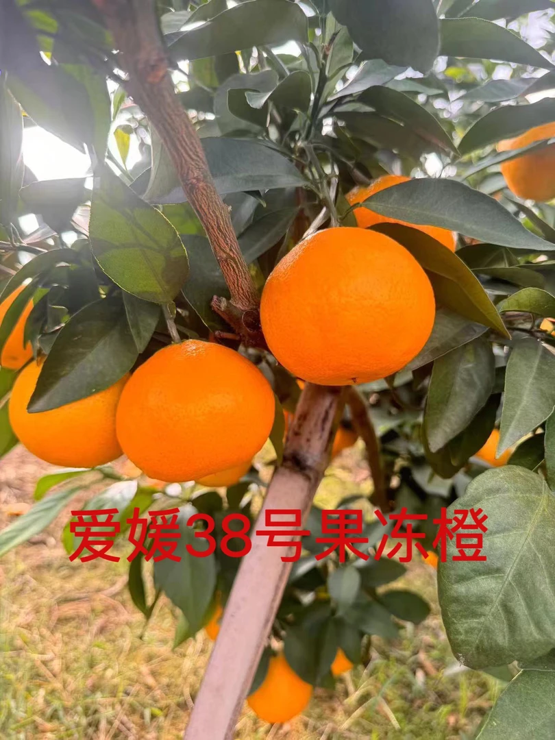 四川正宗爱媛38号果冻橙现摘现发新鲜当季水果爆甜薄包邮