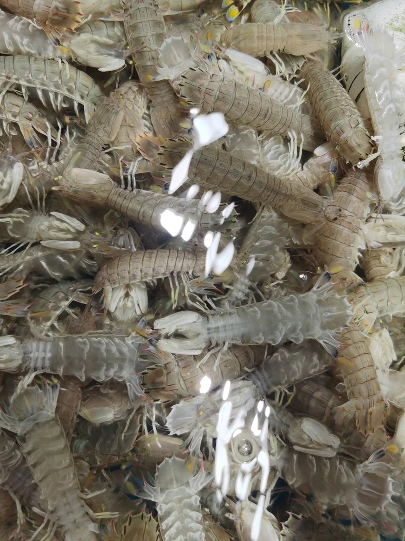 大中个活皮虾 3斤装 福利秒杀