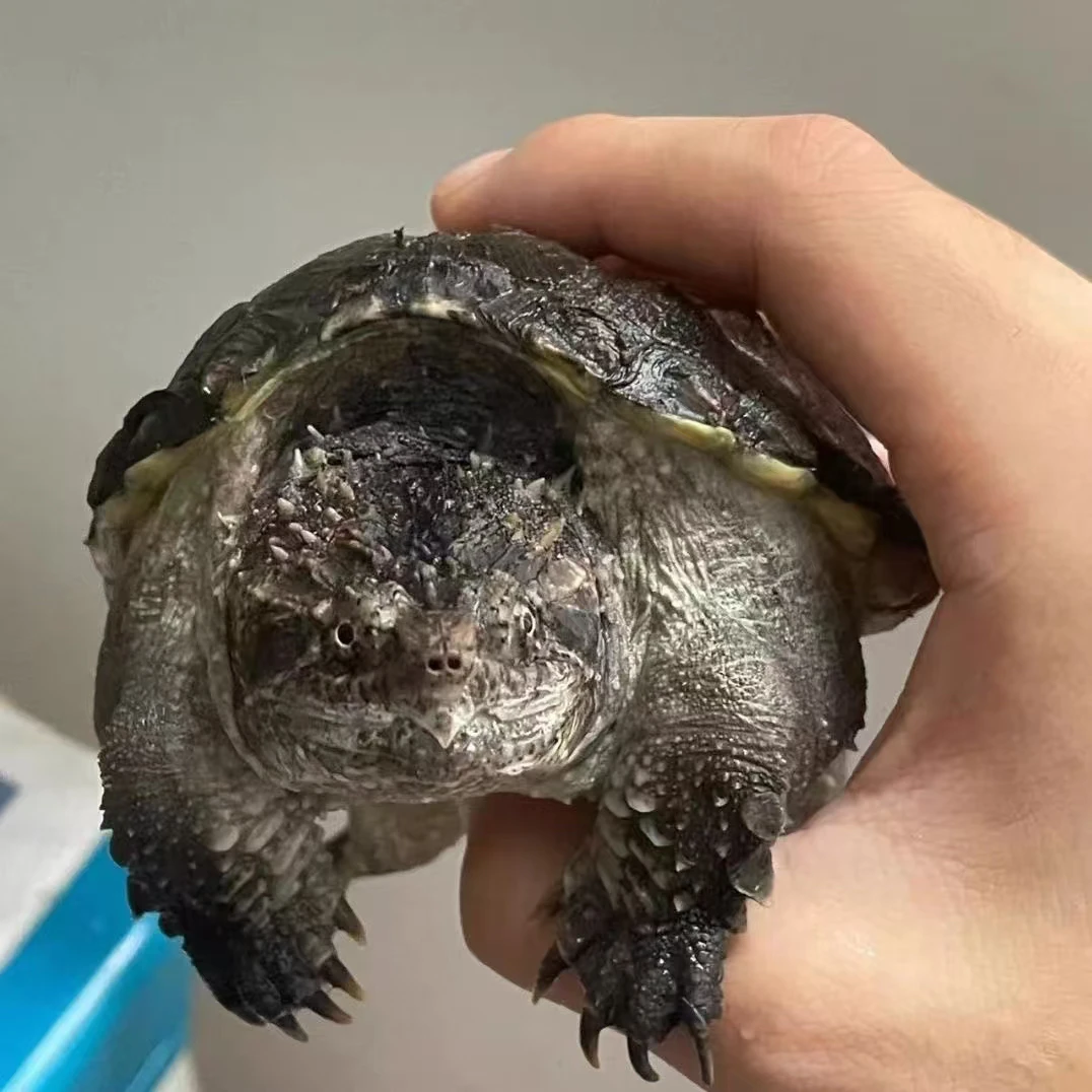 （人工养殖）直播挑选原种佛纯佛暴刺纯佛苗佛龟宠物纯佛观赏龟