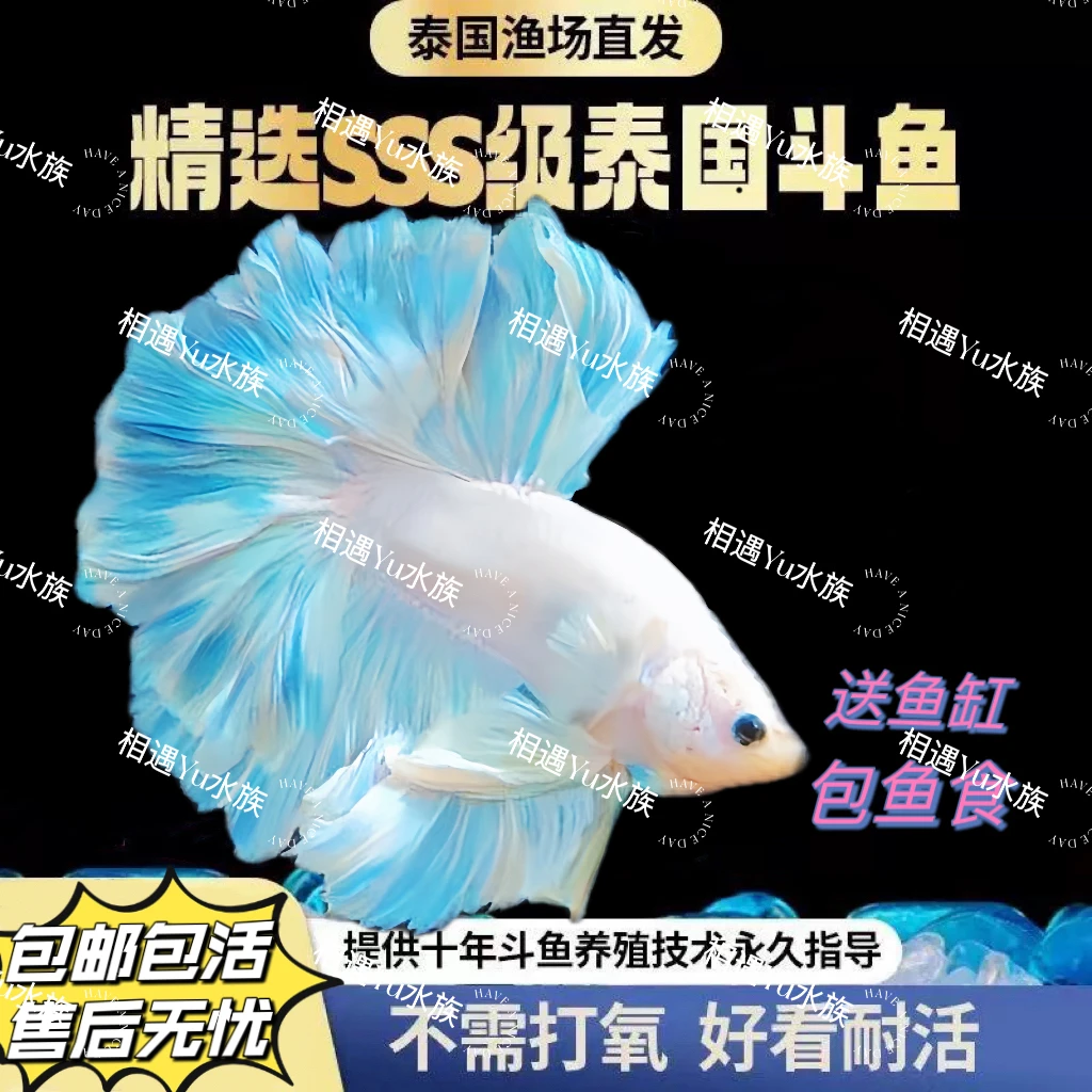 泰斗 直播选鱼泰斗相遇Yu251-400编码泰国斗鱼直播选鱼链接热带鱼