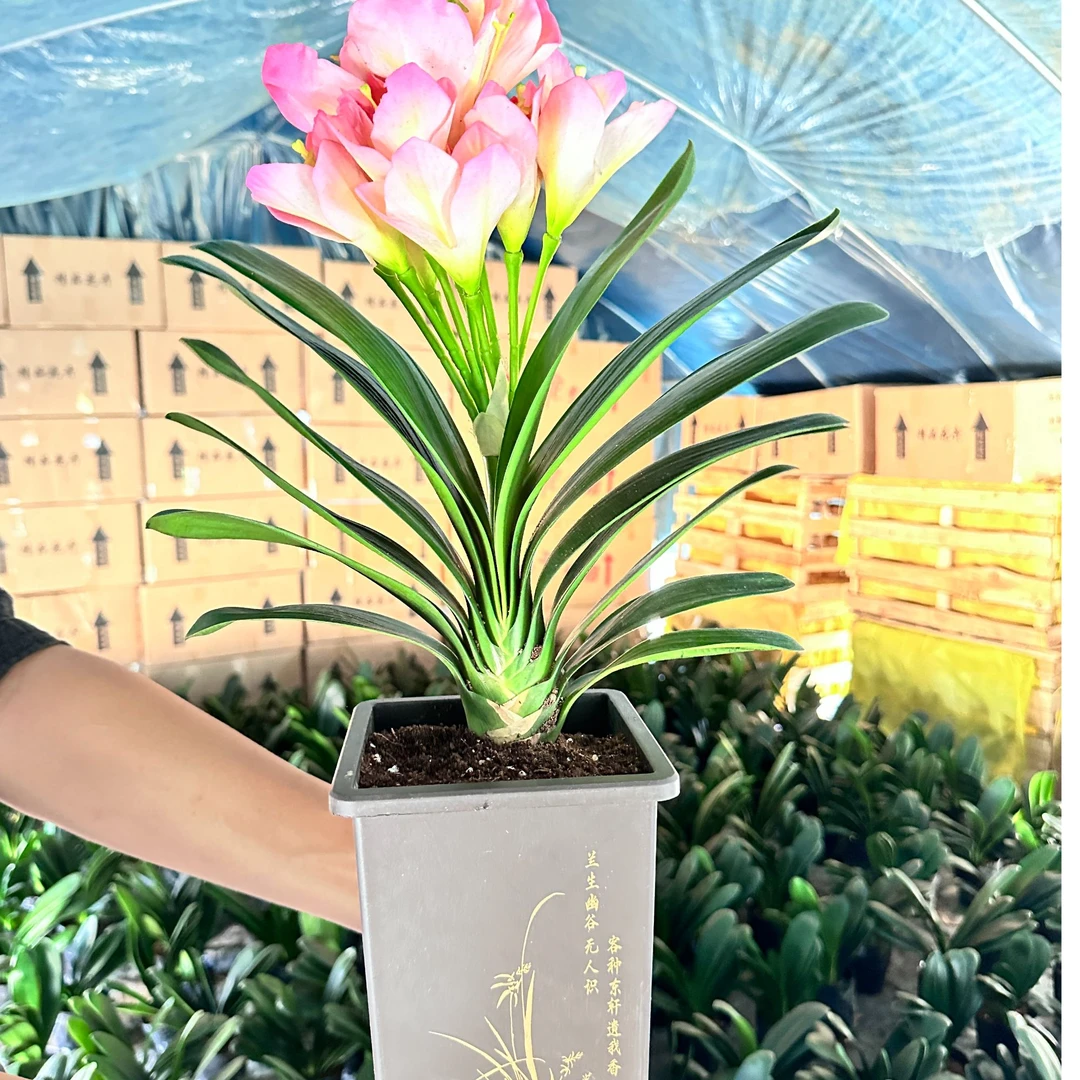 君子兰花君子兰盆栽君子兰苗四季常青植物室内办公室好养客厅绿植
