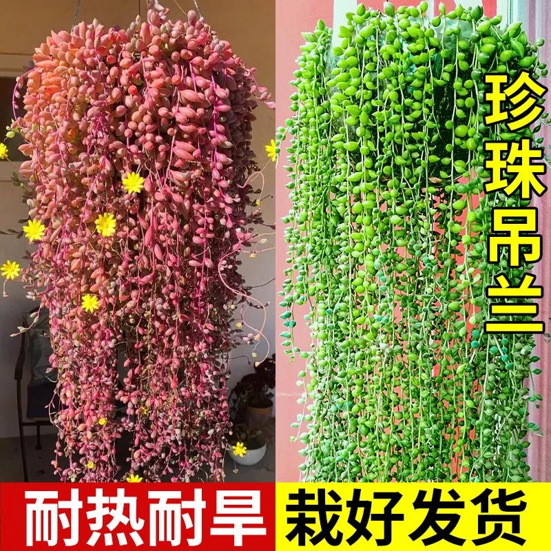 佛珠多肉植物精品彩色紫玄月垂盆草吊兰情人泪含带花盆栽好养造景