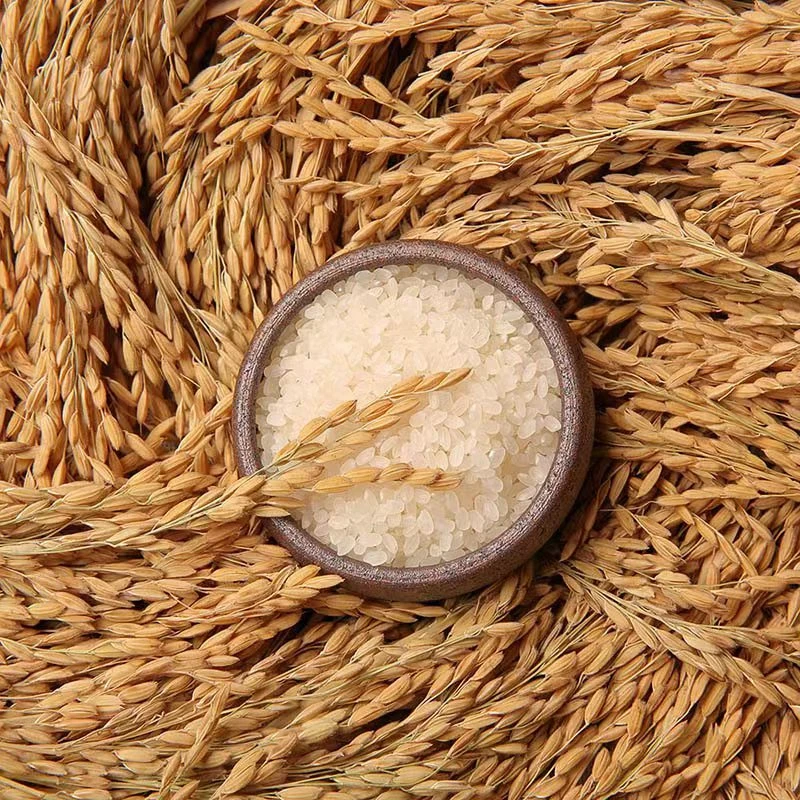 2025年新米丹东东港柳林越光大米礼盒装10斤