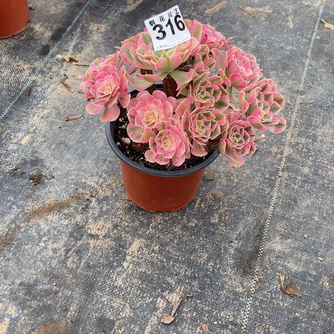 (****煩316多肉法师植物粉女巫