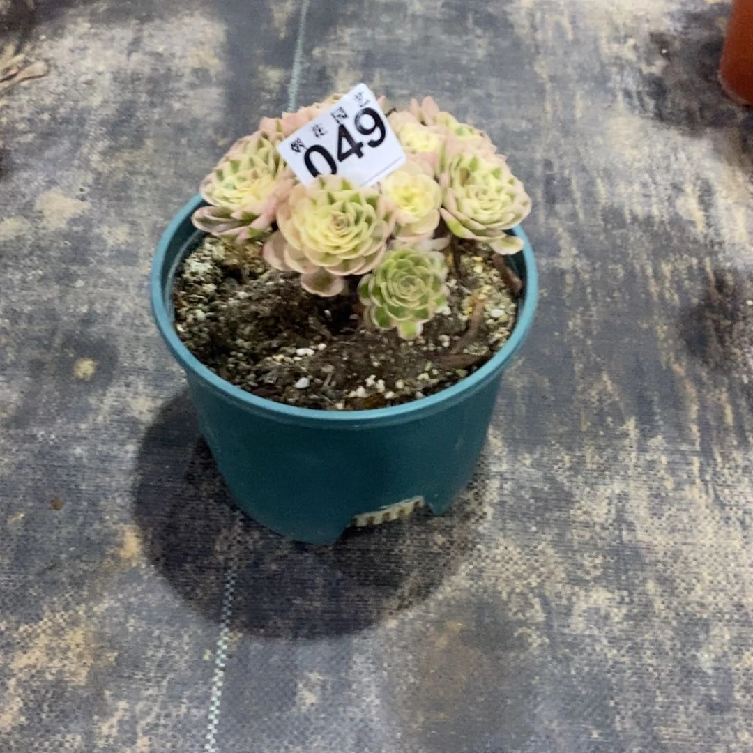 红*瑰049多肉植物倾城