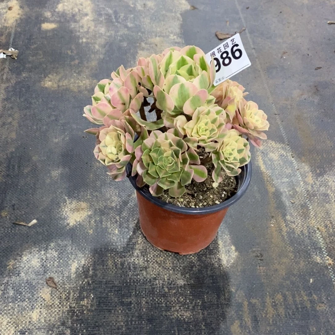 海*986多肉植物粉女巫