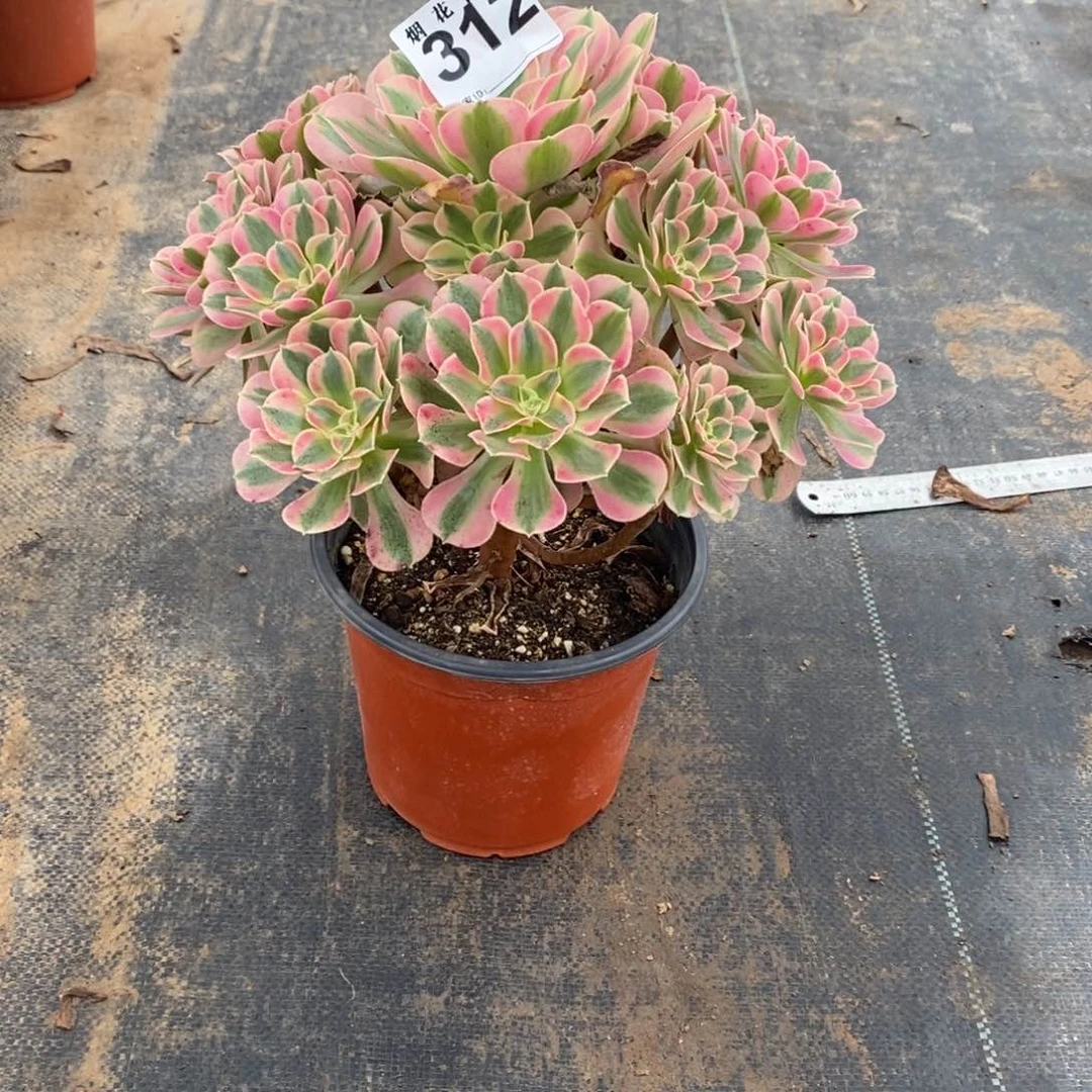 312多肉法师植物粉女巫