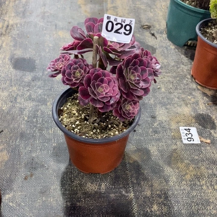 029多肉植物美杜莎