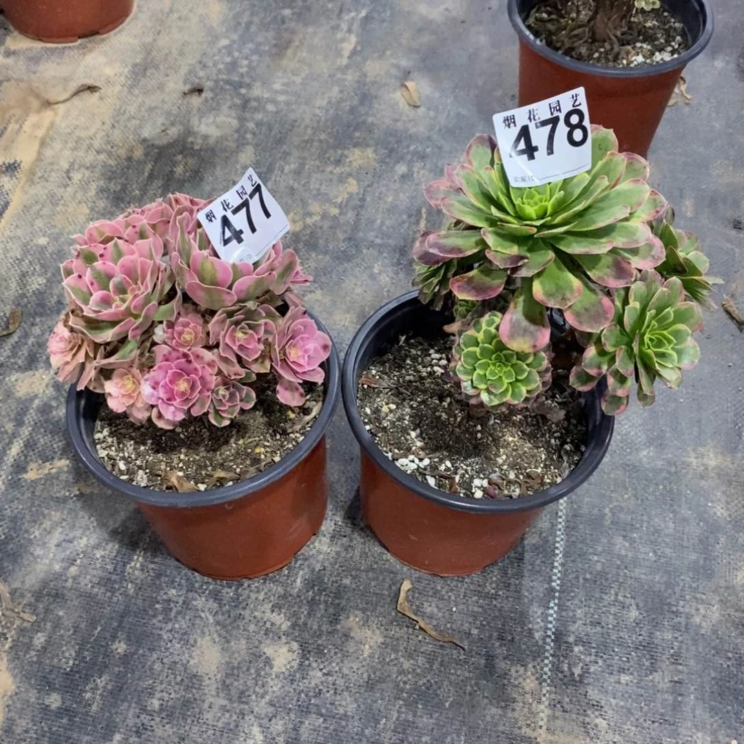 夏**扬477-478多肉法师植物组合