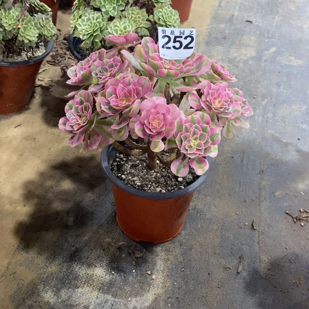 黄*252多肉法师植物粉女巫