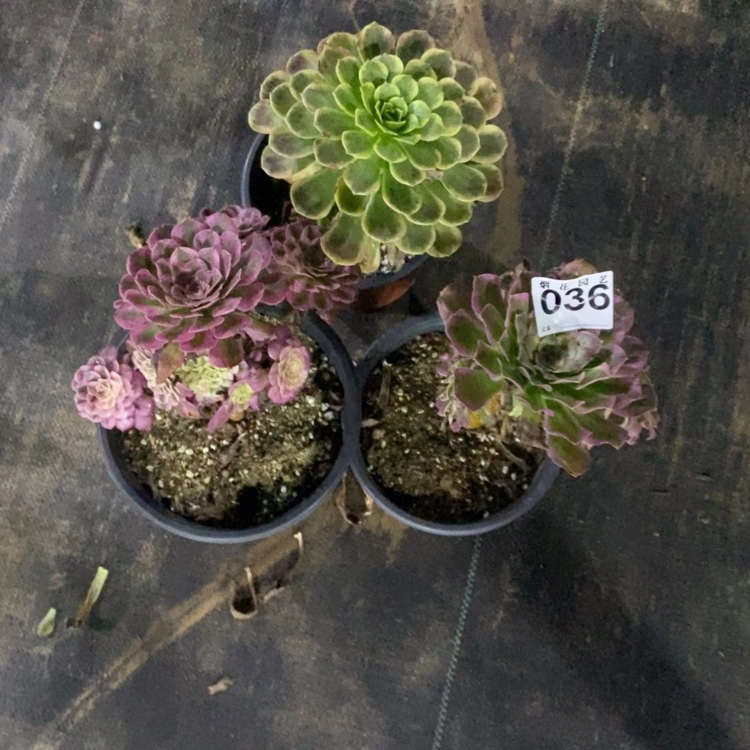 036多肉植物红铜白