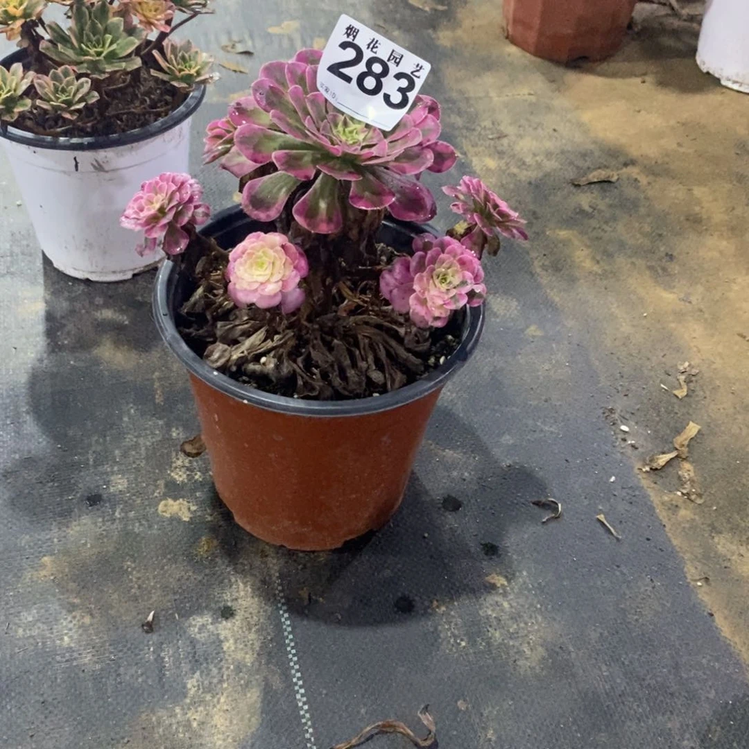 温**光283多肉法师植物红铜白