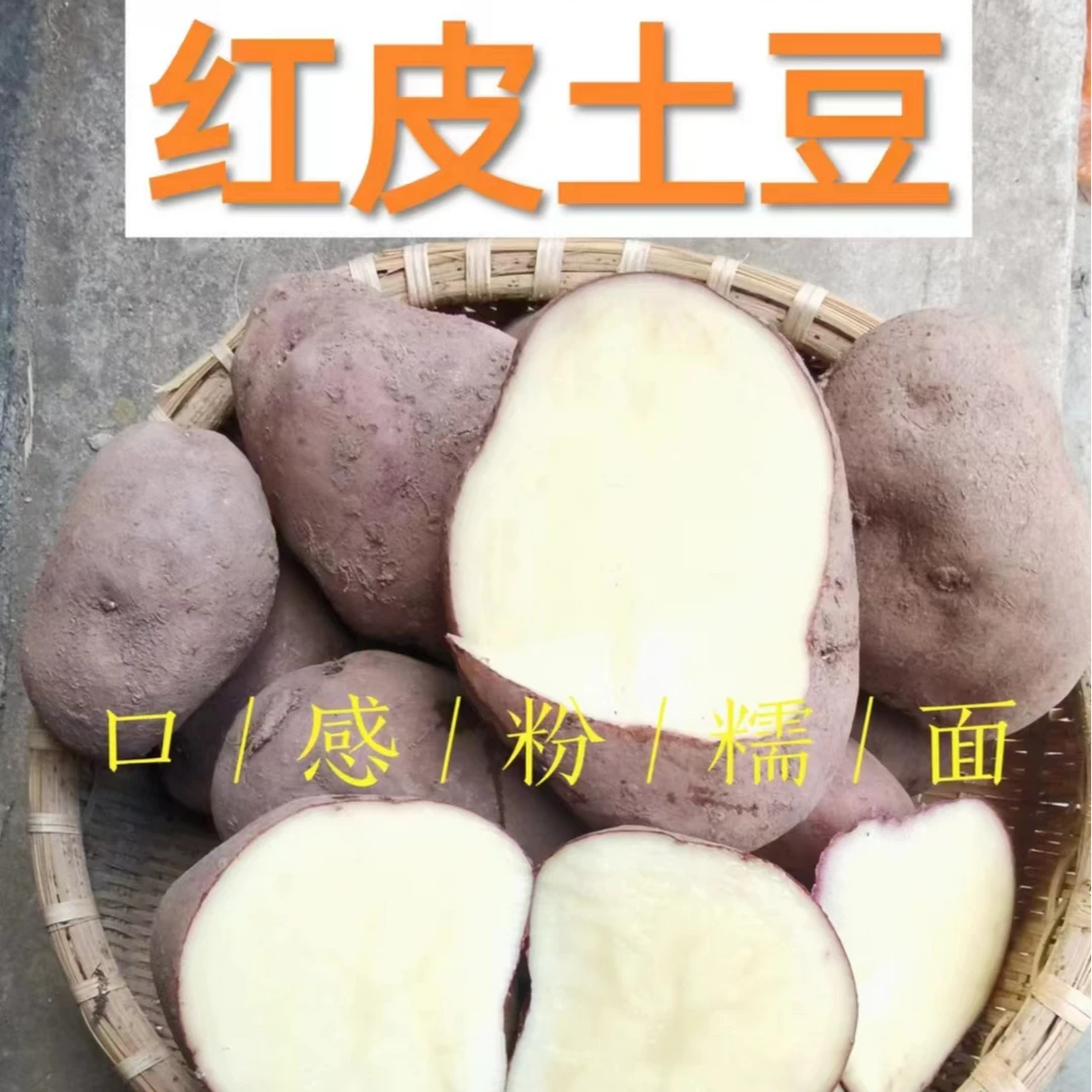 村长说红皮土豆 粉糯现挖现发产地直发整箱3斤5斤9斤装